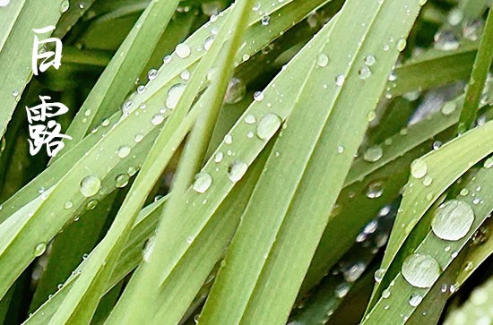 2024年白露几月几日 2024白露是黄道吉日吗