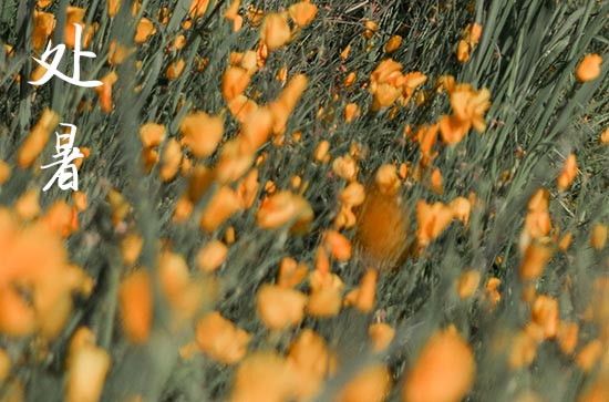 2024年什么时候处暑 2024处暑这天宜做什么 2024年什么时候处暑 2024处暑这天宜做什么