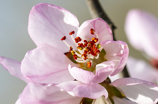七夕不送礼物正常吗 七夕在我国有多少年历史