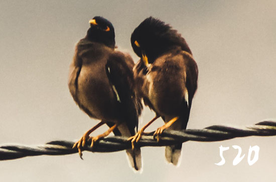 适合520倾心礼遇季祝福语表达爱意