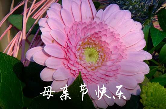 母亲节祝福语简短语句20字   最朴实动人的母亲节短信祝福语