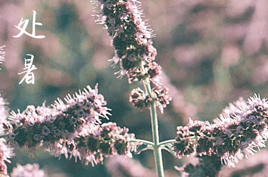 2024年今年处暑是几月几号 2024年处暑这天日子怎样