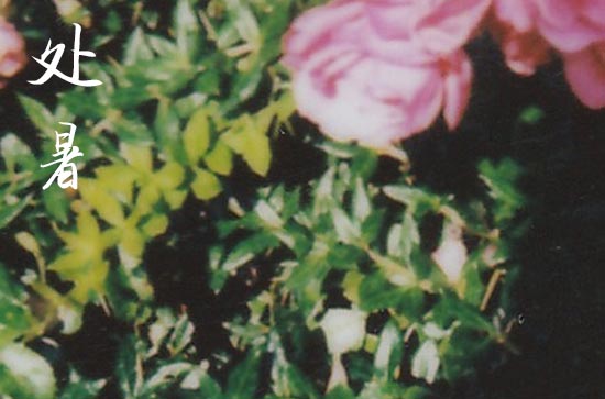 2024处暑是哪一天 2024年处暑弄买衣服可以吗