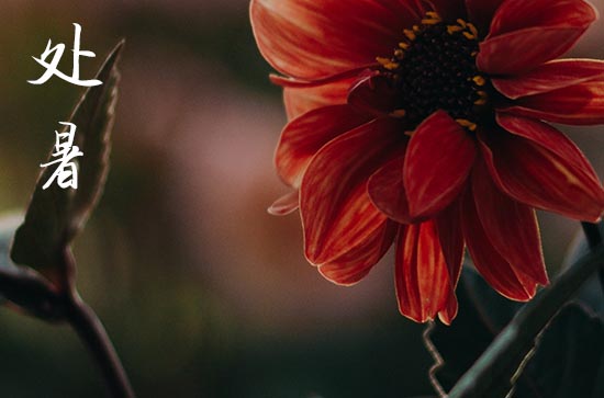 2024年处暑是具体哪一天 2024年处暑是裁衣的好日子吗