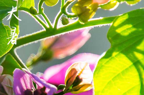 2023大暑节气的养生方法 大暑节气养生要点