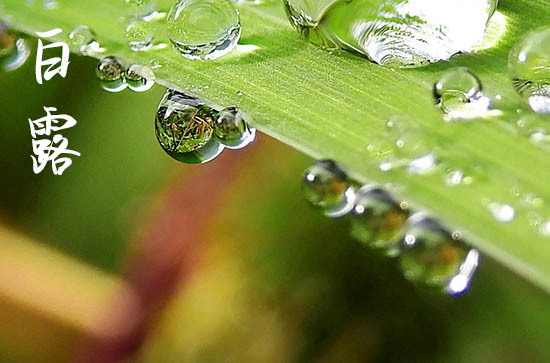 2024年白露三吃两不吃 白露节气下雨有什么说法