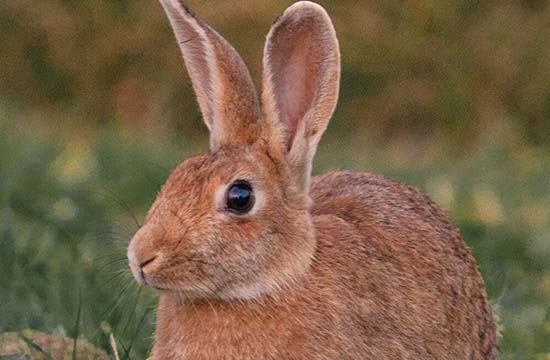 2024兔和哪个属相犯冲 兔和哪个属相最合 2024兔和哪个属相犯冲 兔和哪个属相最合