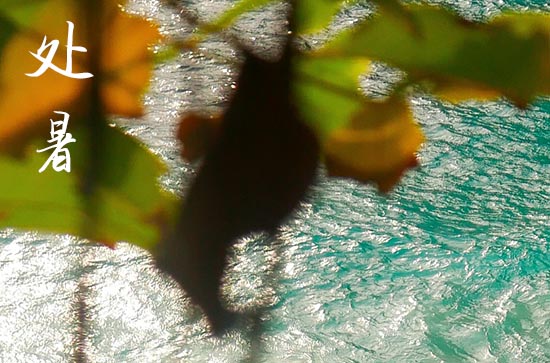 2024年什么时候处暑 2024处暑当天可以开厕吗