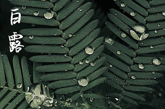 白露2024年是几月几日星期几 2024年白露取蜂蜜好不好