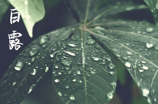 白露是2024的几月几日 2024年白露是买鸭的好日子吗 白露是2024的几月几日 2024年白露是买鸭的好日子吗