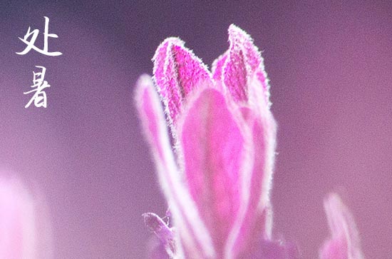 2024年处暑是星期几 2024处暑那天生孩子好吗 2024年处暑是星期几 2024处暑那天生孩子好吗