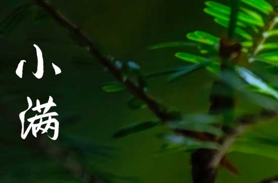 小满的由来和寓意 小满节气的风俗 小满的由来和寓意 小满节气的风俗