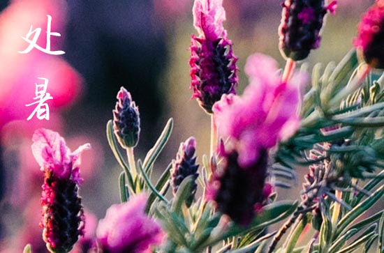 2024年处暑是多少号 2024年8月22日处暑是认养孩子吉日吗