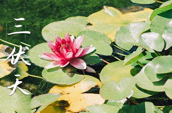 今年什么时候入伏天2023年