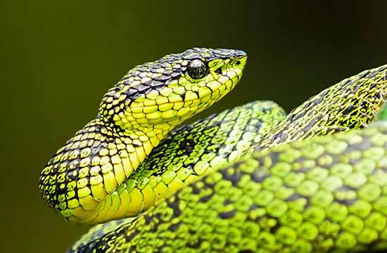 2025年制作棺材吉日 黄道吉日一览