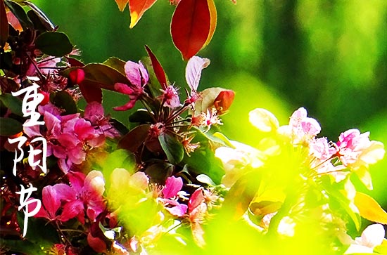 重阳节诗句,关于重阳节的古诗
