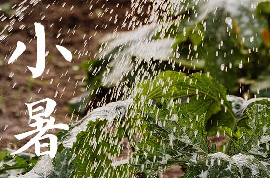 2024年小暑是什么时候 2024年7月6日小暑是公司注册吉日吗