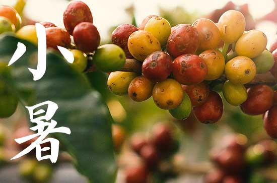 小暑节气吃什么传统食物 大暑节气的风俗饮食 小暑节气吃什么传统食物 大暑节气的风俗饮食