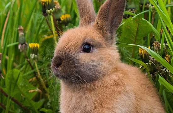 1987年属兔人2024年财运怎么样37岁属兔的2024财气好吗