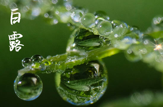 2024年白露是具体哪一天 2024年9月7日白露这天堵蚂蚁洞好不好