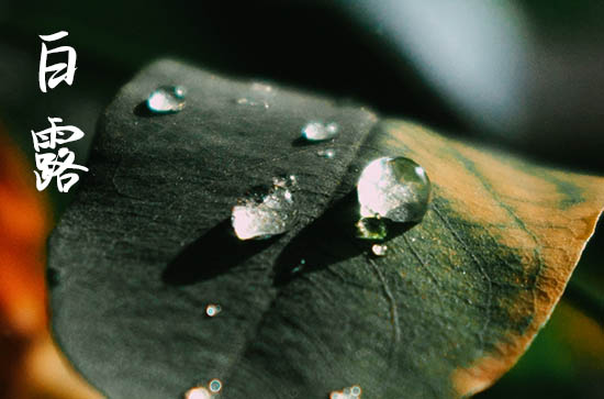 2024年白露是几点几分几秒 今天日子好不好