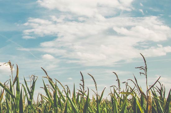 8月31日漳州不会下雨 今日多云温度35℃~27℃ 8月31日漳州不会下雨 今日多云温度35℃~27℃
