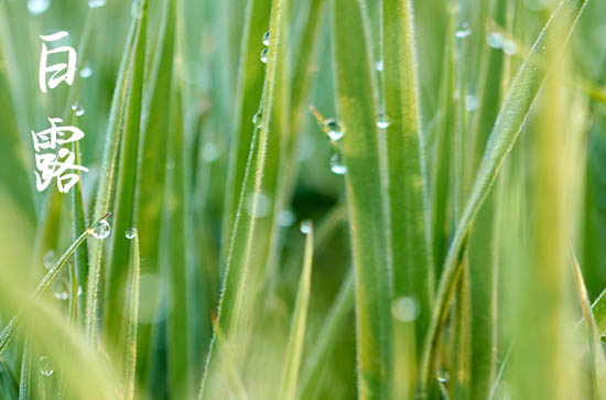 白露节气风俗食物 2023白露节气可以吃牛肉吗