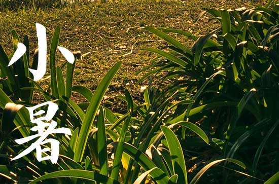 2024年小暑是哪一天 2024年小暑适合就诊吗