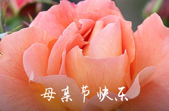 母亲节送郁金香祝福语（115句）