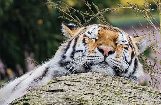 2025整年属虎捕捉最佳吉日 2025属虎捕捉吉日查询