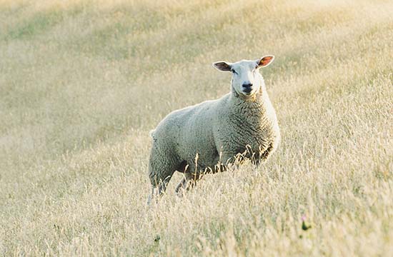 属羊人2024年感情状况  属羊人今年感情运势