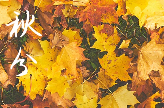 秋分是几月几号2024年 2024秋分是哪一天