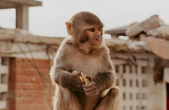 2004年的猴在2025年的运势怎么样 2004年的猴在2025年的运势怎么样每月