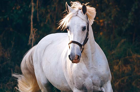 2024属马如何发财 这些方向可以帮助你实现财富梦想 2024属马如何发财 这些方向可以帮助你实现财富梦想