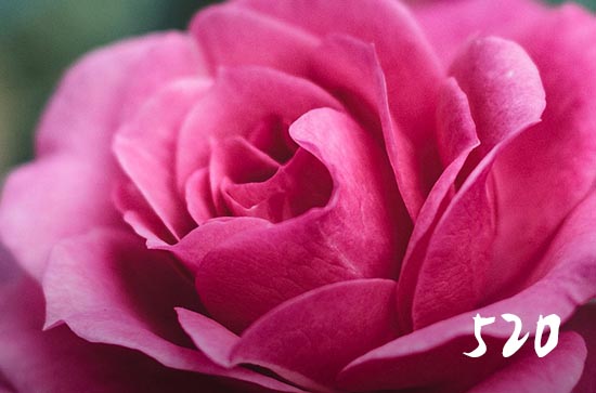 520情人节新颖句子文案（90句）