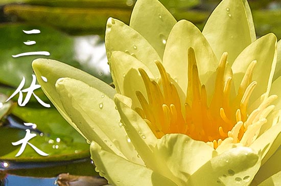 2023年三伏天从什么时候开始至结束