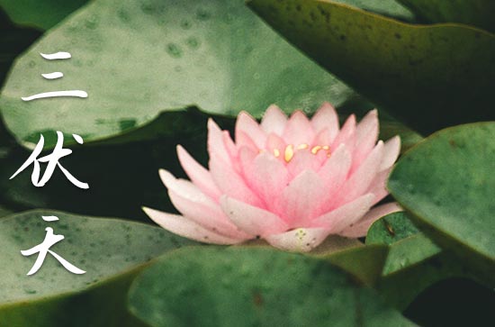 今年哪天入伏第一天2023年