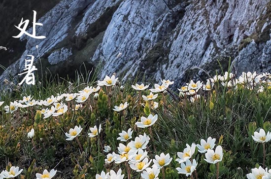 2024年处暑是哪一天 2024处暑那天结婚登记好不好 2024年处暑是哪一天 2024处暑那天结婚登记好不好