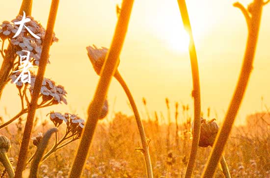 2023年大暑是几伏 大暑是三伏天的哪伏