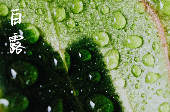 2024年白露是几月几日 2024年白露弄建猪栏可以吗