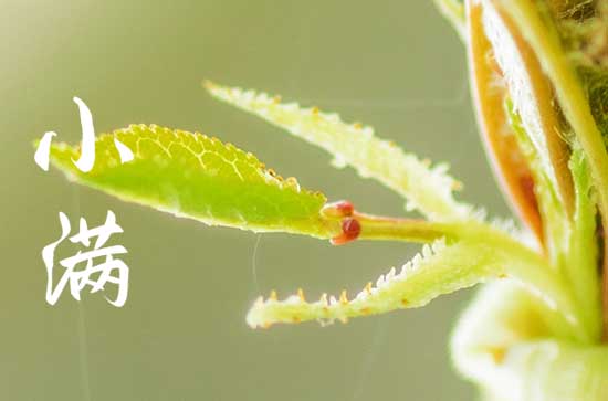 2024年小满节气吃什么传统食物
