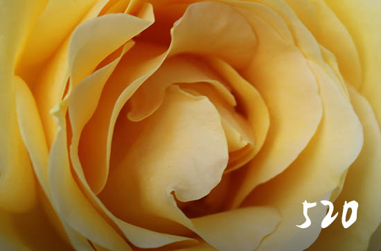 520一句浪漫情话110句 520一句浪漫情话110句