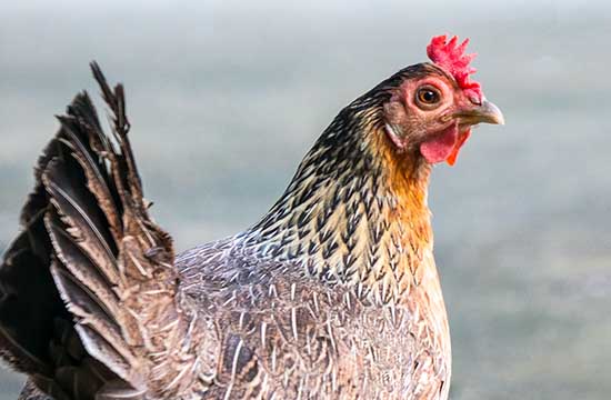 2025年属鸡起基吉日一览表 2025年属鸡起基黄道吉日一览