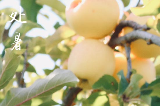 处暑2024年是几月几日星期几 2024年处暑适合入赘吗