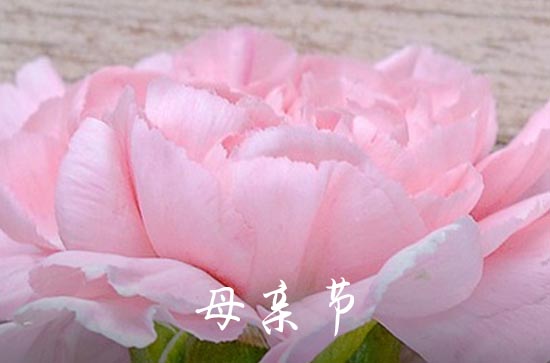 母亲节送康乃馨的文案（170句）