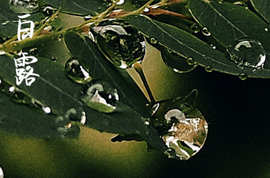 2024年白露是几月几日 2024年9月7日是白露