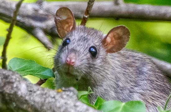 属鼠2024年的五大预兆   属鼠人2024年运势预言