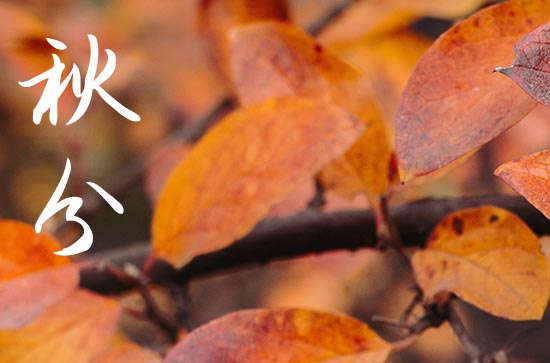 秋分是2024的几月几日 2024秋分那天买狗好不好