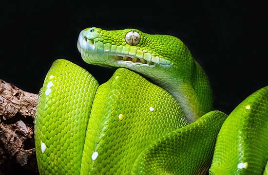 2024年1月生肖蛇健康运好吗    保持健康的方法有哪些