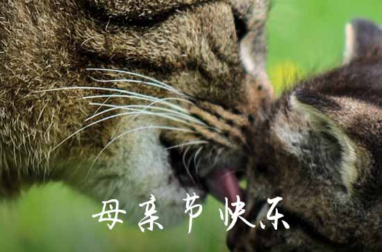 母亲节是5月的第几个星期日